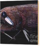 Threadfin Dragonfish #2 Wood Print