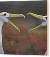 Waved Albatross Phoebastria Irrorata #2 Wood Print