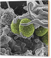 Methicillin-resistant Staphylococcus #25 Wood Print