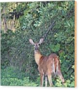 White-tailed Deer #28 Wood Print
