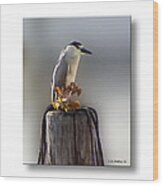 Black Crowned Night Heron #3 Wood Print