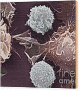 Cancer Cells #3 Wood Print