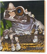 Crowned Tree Frog #3 Wood Print