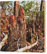 Cypress Knees #3 Wood Print