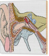 Ear Anatomy #3 Wood Print