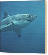 Great White Shark Carcharodon Wood Print