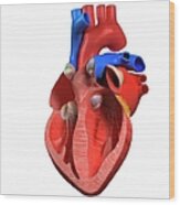 Heart Anatomy, Artwork #3 Wood Print