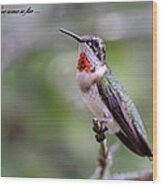 Hummingbird Card #3 Wood Print