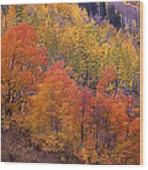 Quaking Aspen Grove In Fall Colors #3 Wood Print