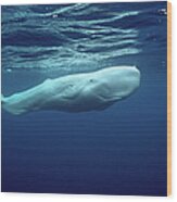 White Sperm Whale #2 Wood Print