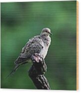 Mourning Dove #31 Wood Print