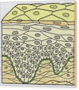 Illustration Of Stratified Squamous #4 Wood Print