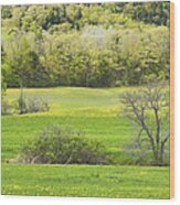 Spring Farm Landscape With Dandelion Bloom In Maine #4 Wood Print