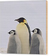 Emperor Penguin Aptenodytes Forsteri #5 Wood Print