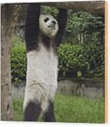 Giant Panda Ailuropoda Melanoleuca #5 Wood Print