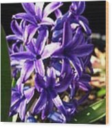 Hyacinth Named Peter Stuyvesant #5 Wood Print