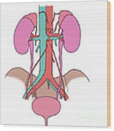 Illustration Of Urinary System #5 Wood Print
