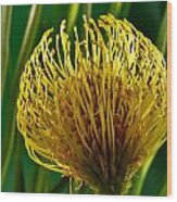 Picture Of A Pincushion Protea #5 Wood Print