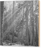 Sequoia National Park #5 Wood Print