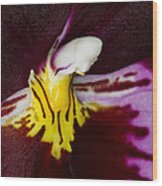 Exotic Orchids Of C Ribet #54 Wood Print