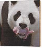 Giant Panda Carrying Newborn Wood Print