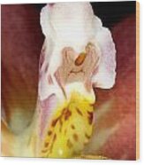 Exotic Orchid Flower #7 Wood Print