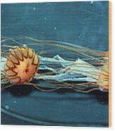 Jellyfish #7 Wood Print