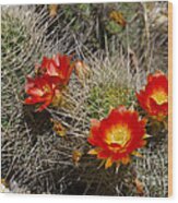 Red Cactus Flowers #7 Wood Print