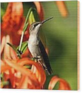 Ruby-throated Hummingbird #7 Wood Print