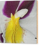 Exotic Orchids Of C Ribet #70 Wood Print