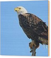 Bald Eagle #8 Wood Print