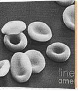 Red Blood Cells, Sem #8 Wood Print