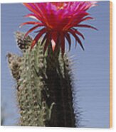 Pink Cactus Flower #9 Wood Print