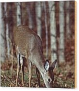 White-tailed Deer #9 Wood Print