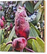 A Nice #flower #bud Of A #rhododendron Wood Print