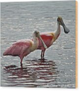 A Pair Of Spoonbills Wood Print