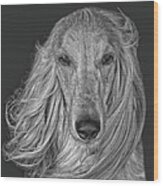 Afghan Hound Wood Print