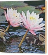 Afloat Among Lillies Wood Print