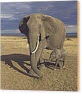 African Elephant Mother And Calf Masai Wood Print