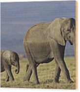 African Elephant Mother Leading Calf Wood Print