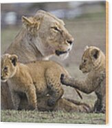 African Lion Playful Cubs With Mother Wood Print
