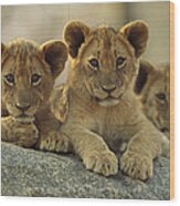 African Lion Three Cubs Resting Wood Print