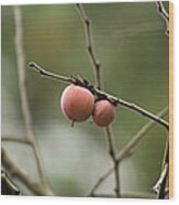 Alabama Wild Persimmons Wood Print