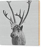 Alaska Elk Wood Print