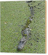 Alligator In Swamp Water Wood Print