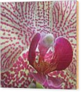 Alluring Orchid Wood Print