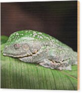 Amazon Leaf Frog Wood Print