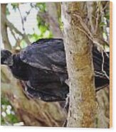 Amercan Black Vulture Wood Print