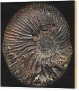 Ammonite Front Wood Print