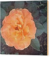 An Orange Rose Wood Print